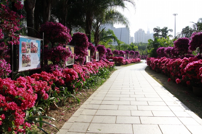 第十五屆勒杜鵑市花展開展3