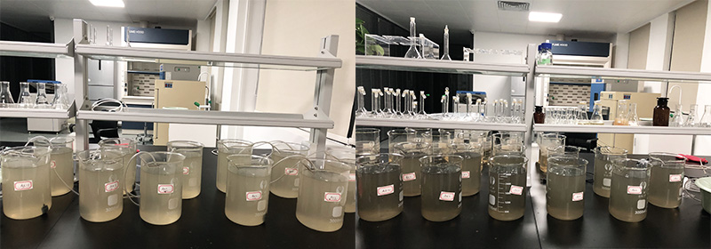 黑臭河道治理中的生物修復技術
