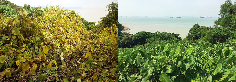 有害藤本生態防治技術